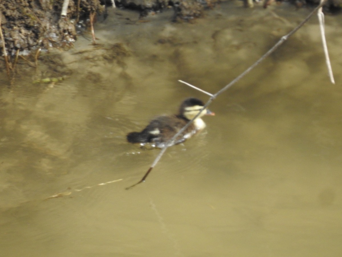 Canard branchu - ML642823920