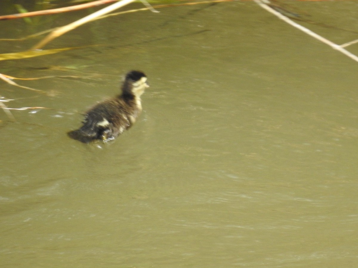 Canard branchu - ML642823921