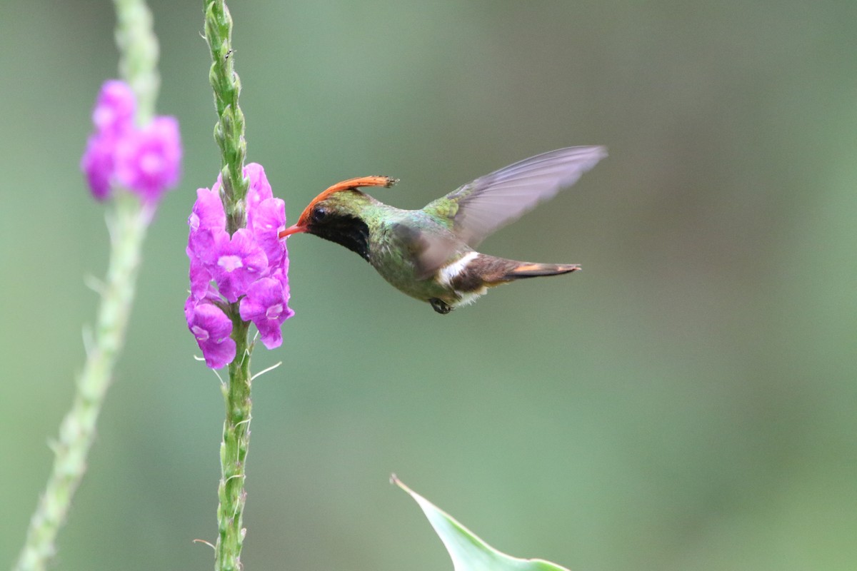 Rufous-crested Coquette - ML642823927