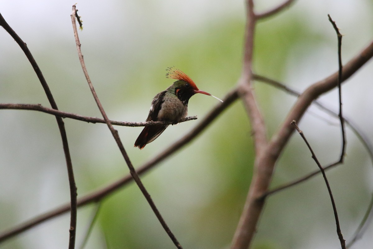 Rufous-crested Coquette - ML642823928