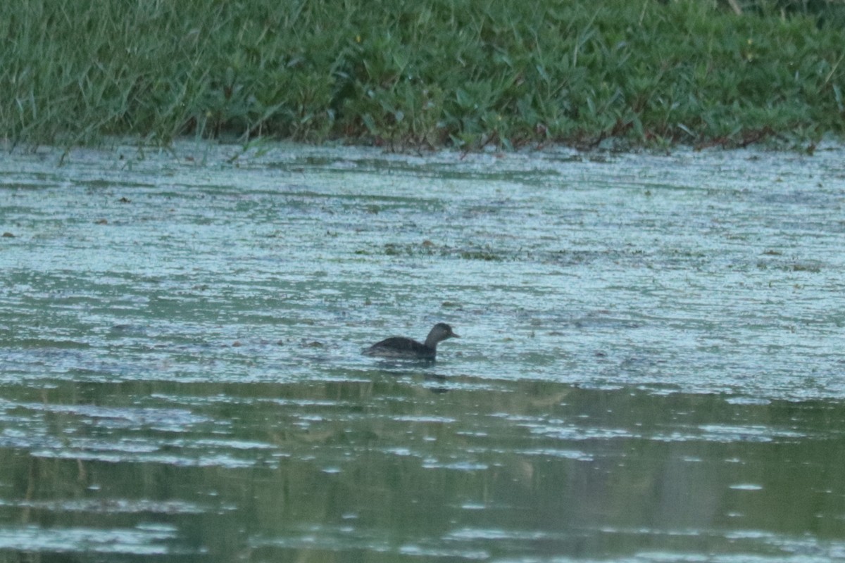 Least Grebe - ML642823936