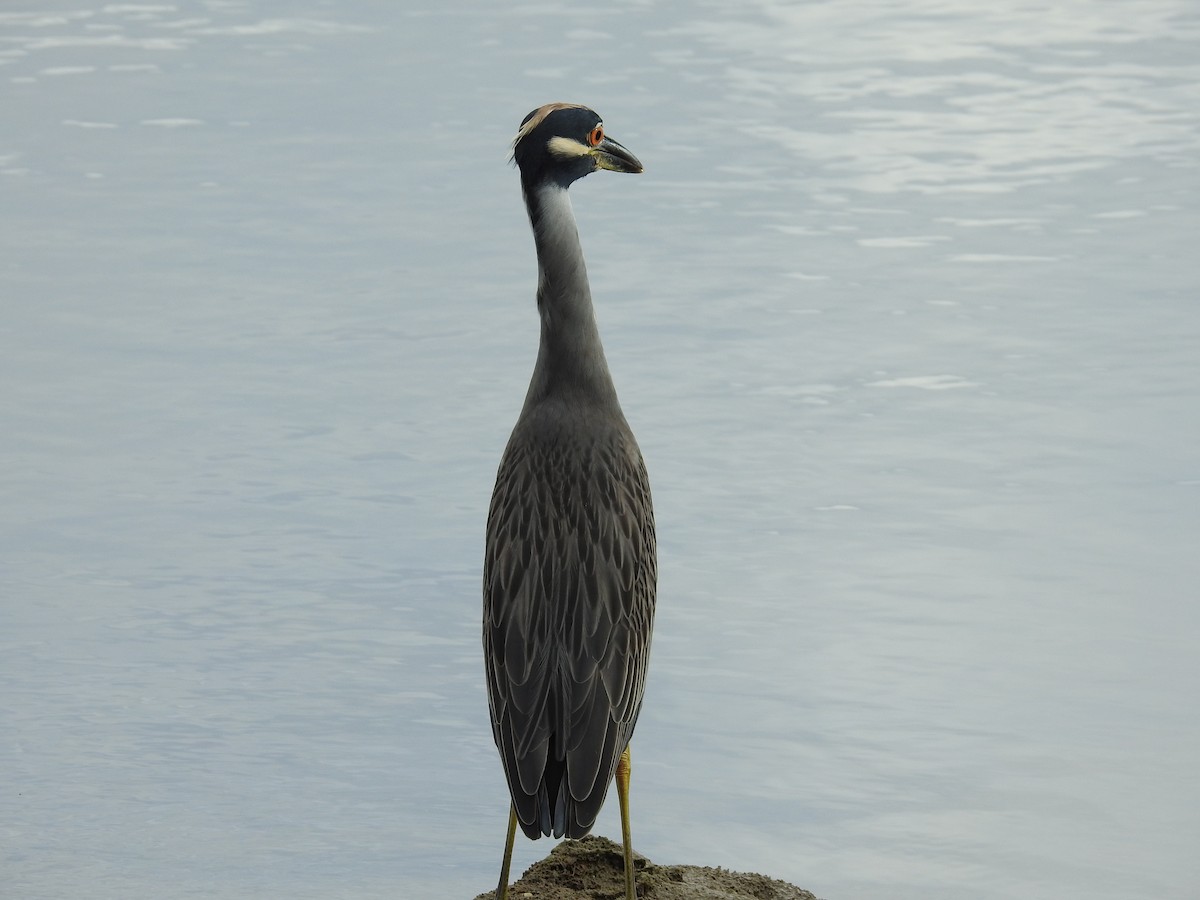 Yellow-crowned Night Heron - ML642823937