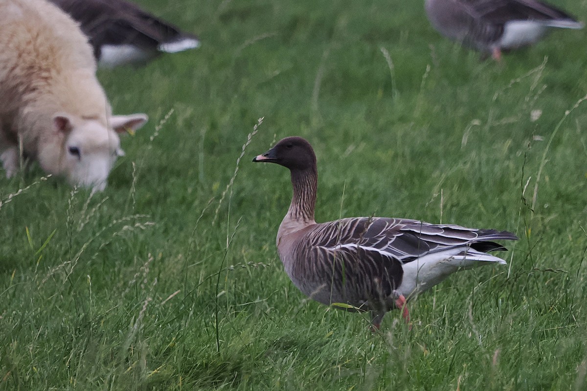 Pink-footed Goose - ML642823941