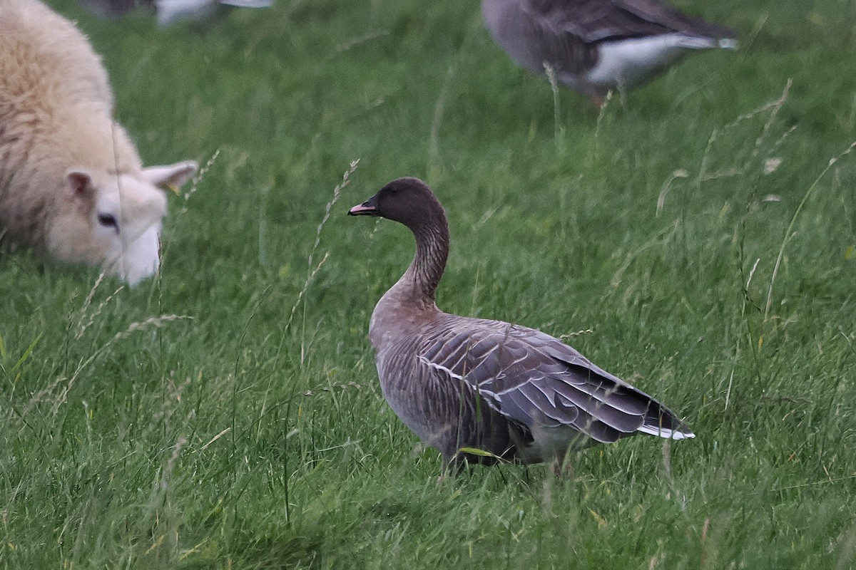 Pink-footed Goose - ML642823942