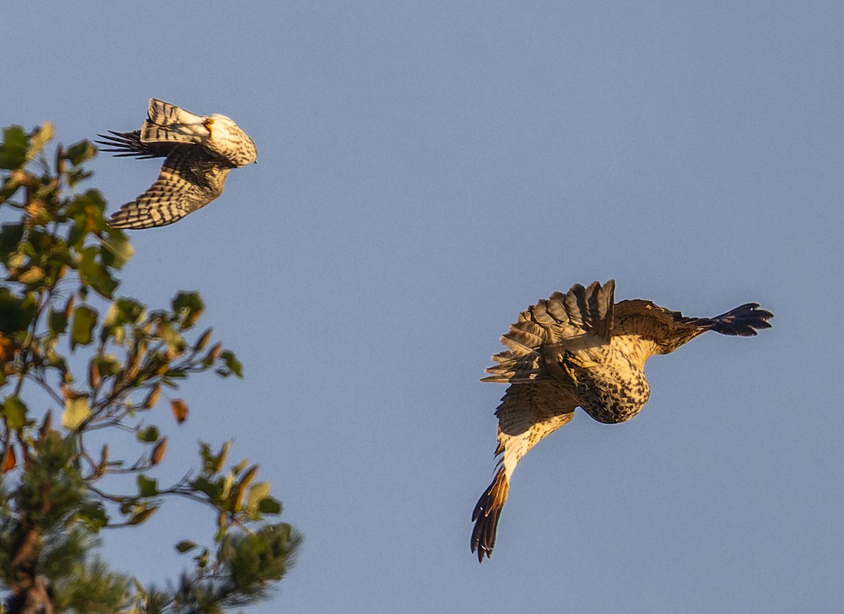 Sharp-shinned Hawk - ML642823943