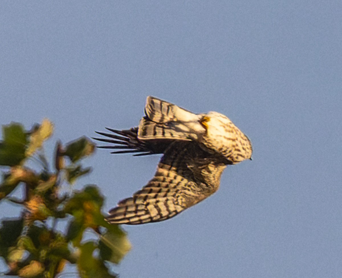 Sharp-shinned Hawk - ML642823944