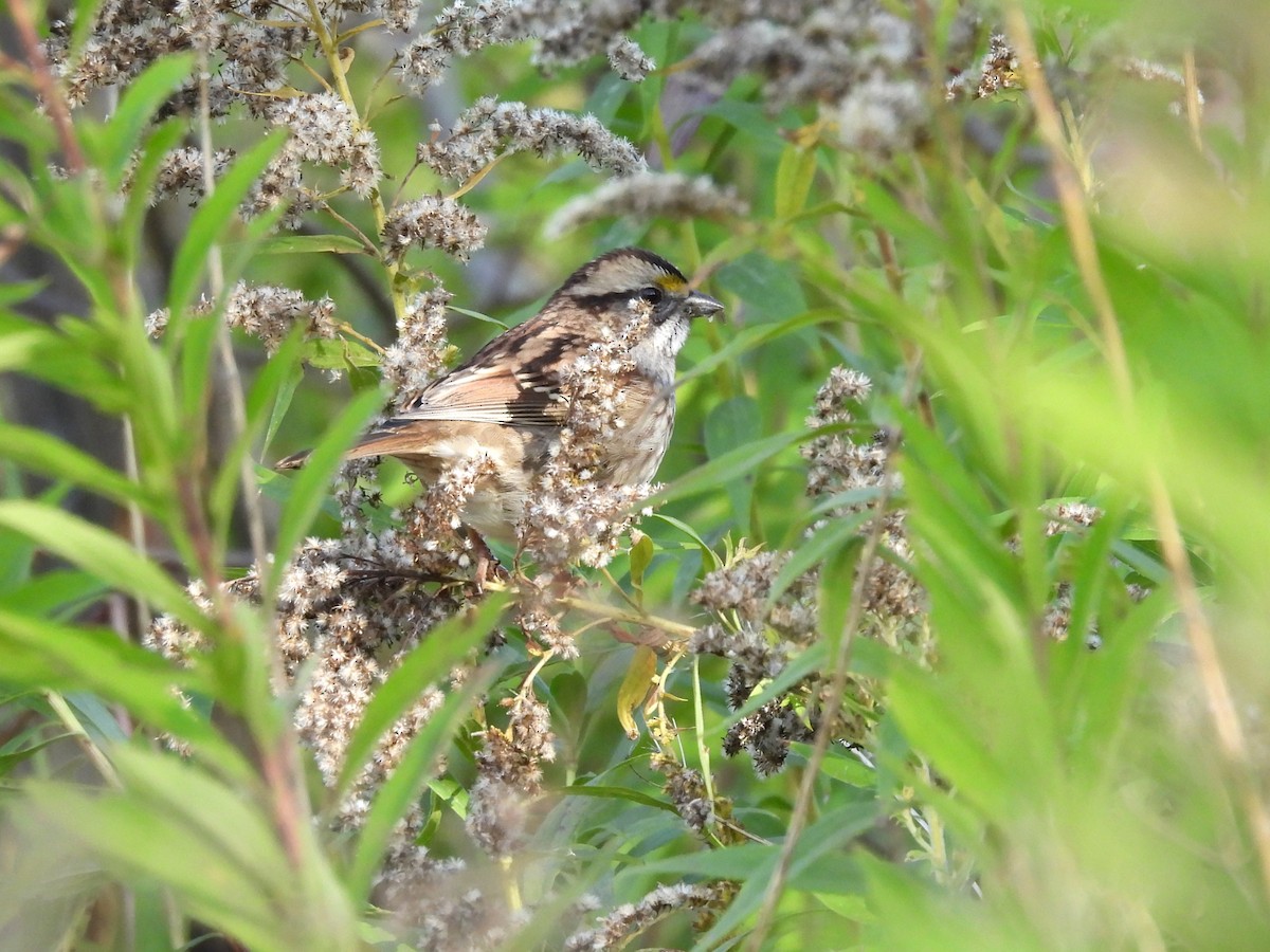 White-throated Sparrow - ML642823946