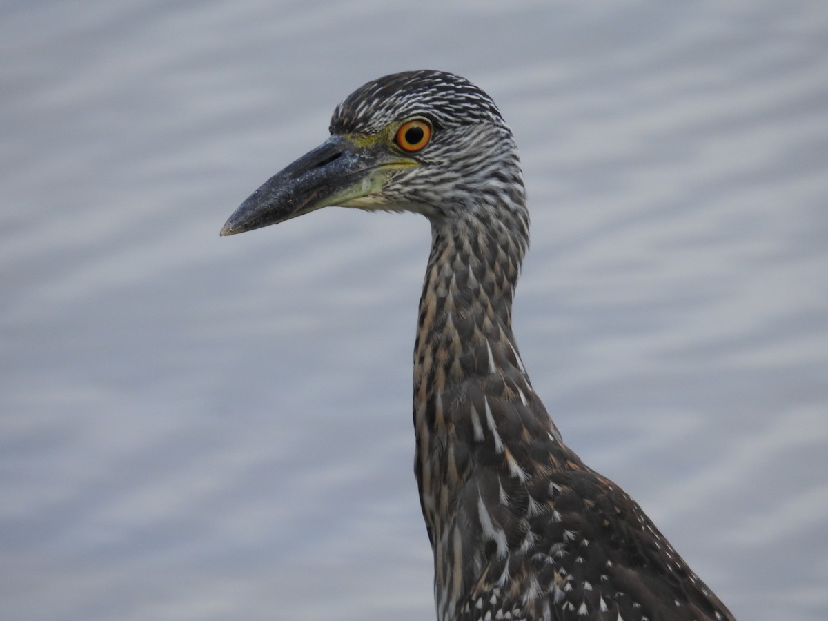 Yellow-crowned Night Heron - ML642823948