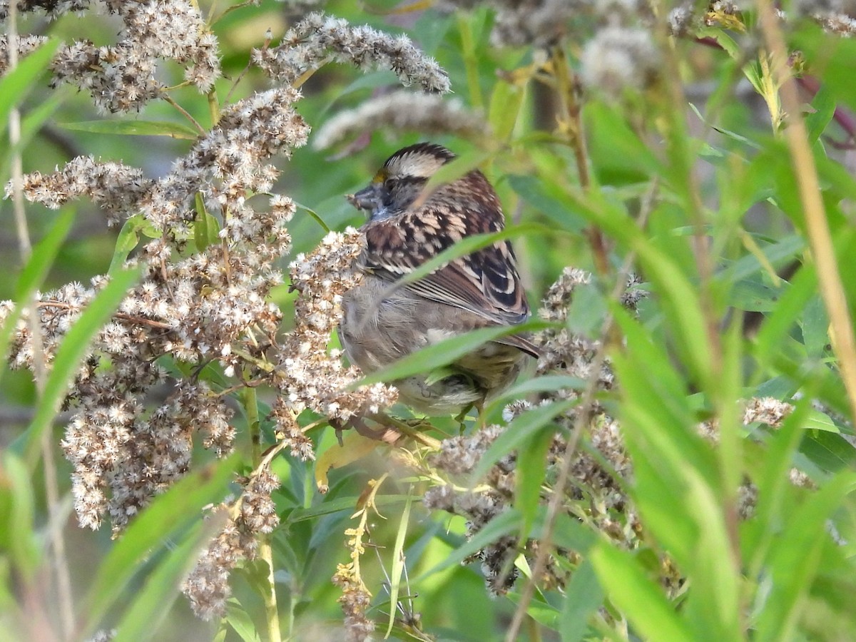 White-throated Sparrow - ML642823949