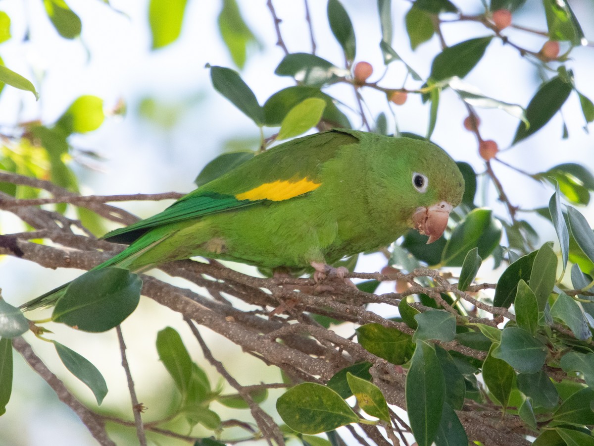 Yellow-chevroned Parakeet - ML642823950