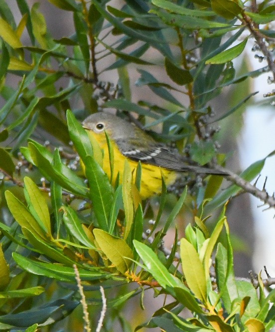 Prairie Warbler - ML642823951