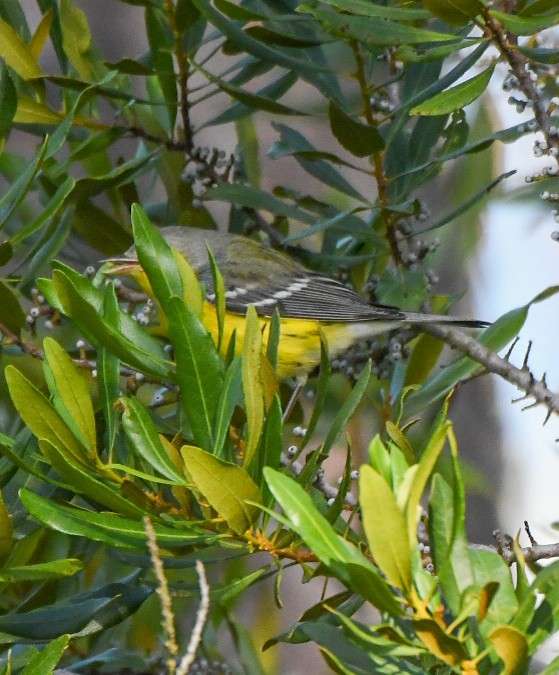 Prairie Warbler - ML642823952