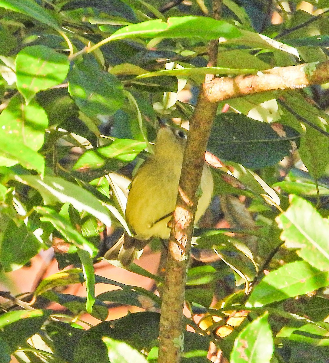 Ruby-crowned Kinglet - ML642823953