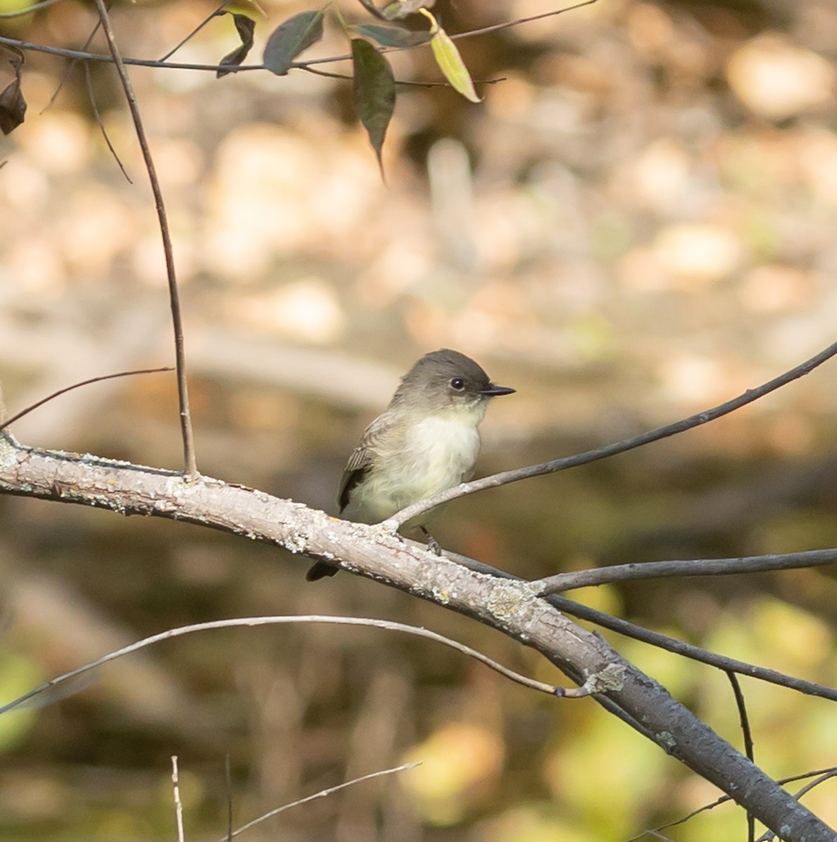 Eastern Phoebe - ML642823954