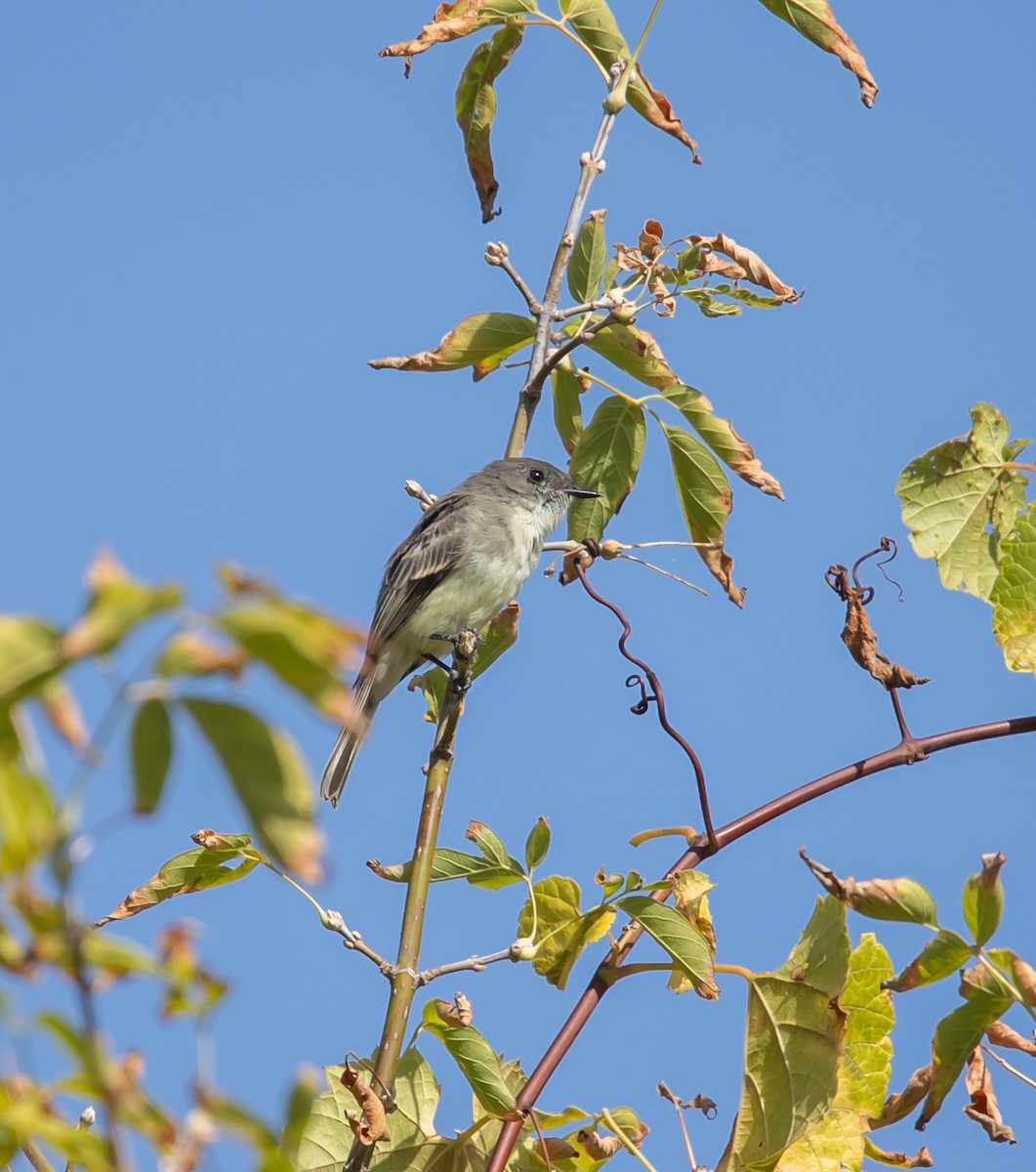 Eastern Phoebe - ML642823955