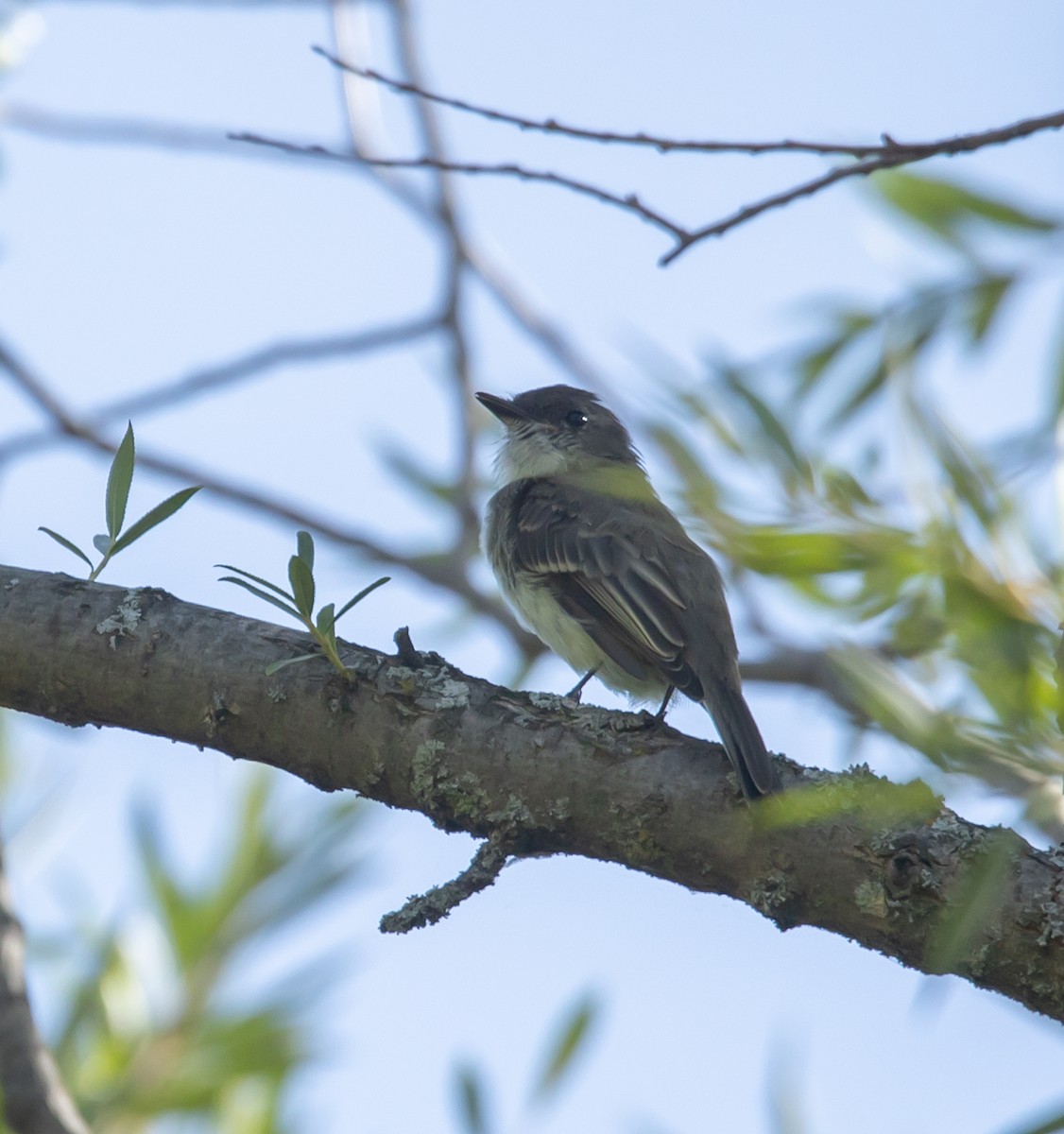 Eastern Phoebe - ML642823956