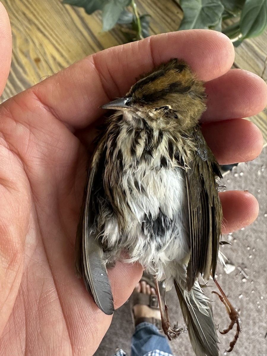 Ovenbird - ML642823958