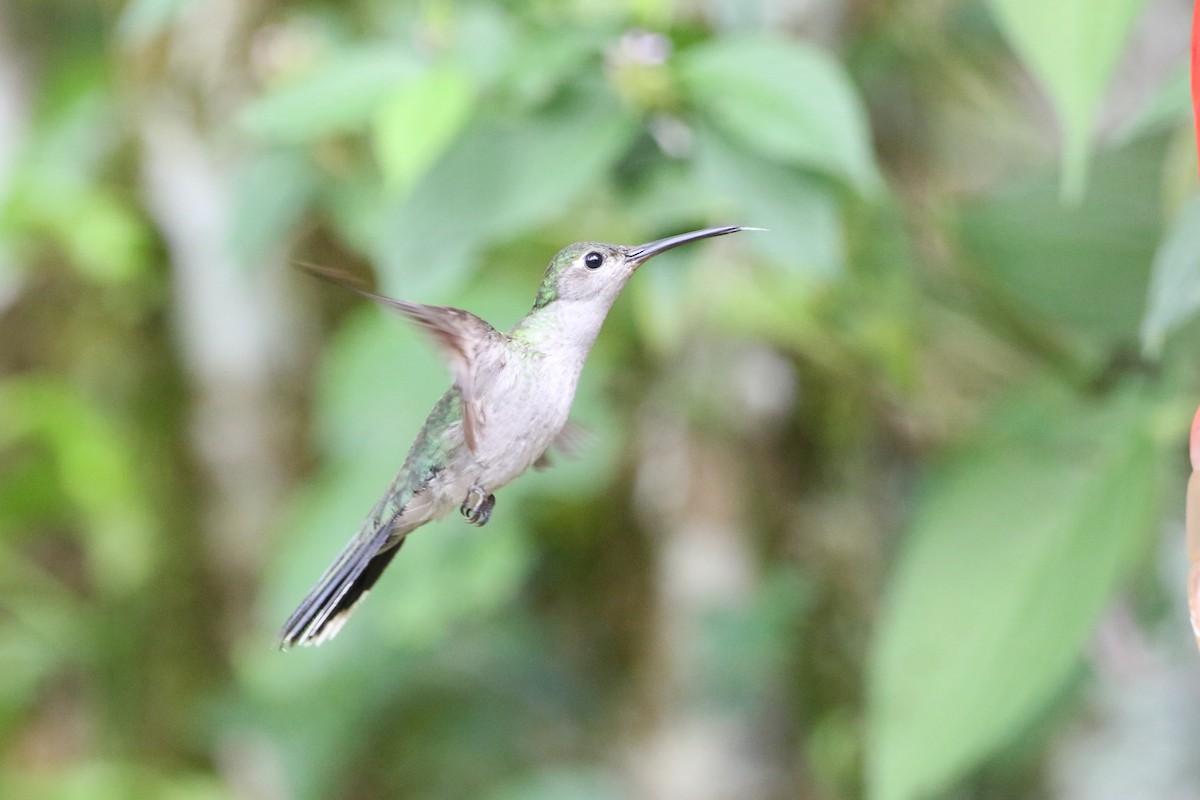 Gray-breasted Sabrewing - ML642823959
