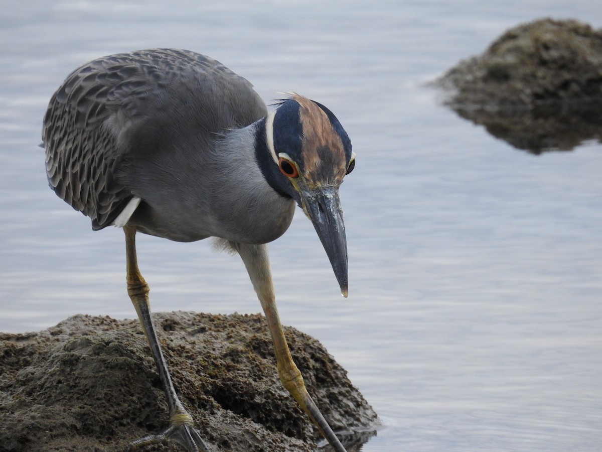 Yellow-crowned Night Heron - ML642823961