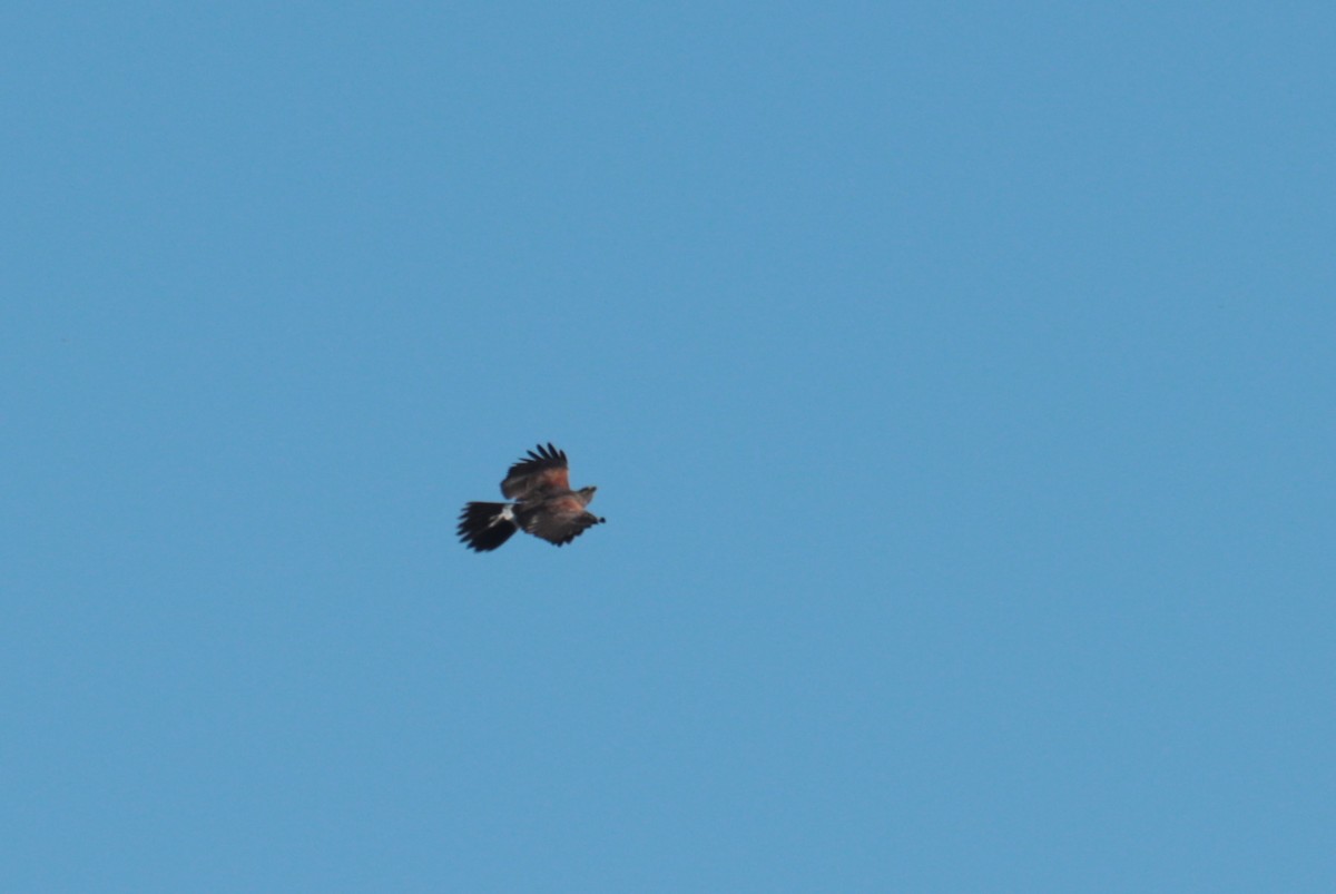 Harris's Hawk - ML642823963
