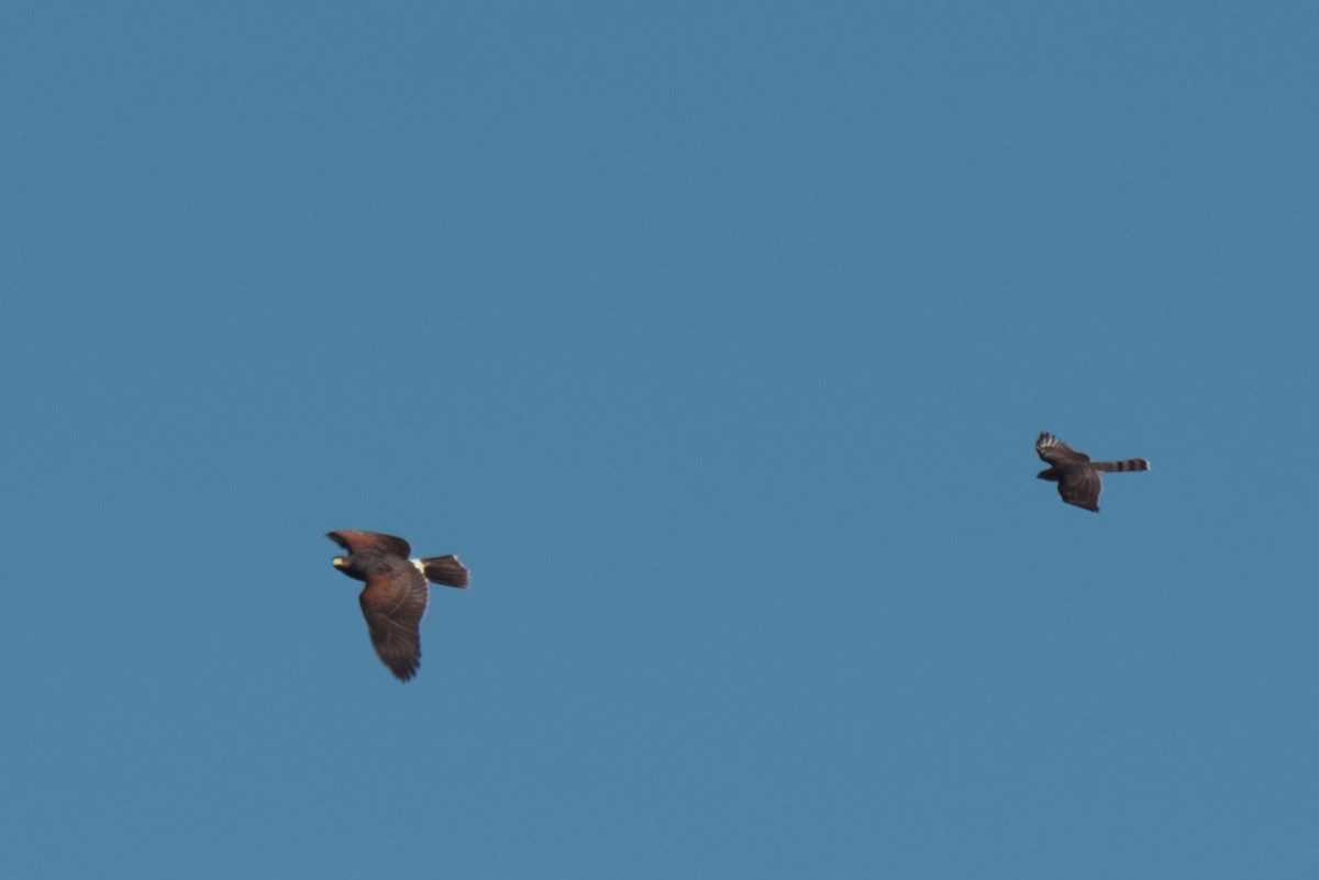 Harris's Hawk - ML642823964