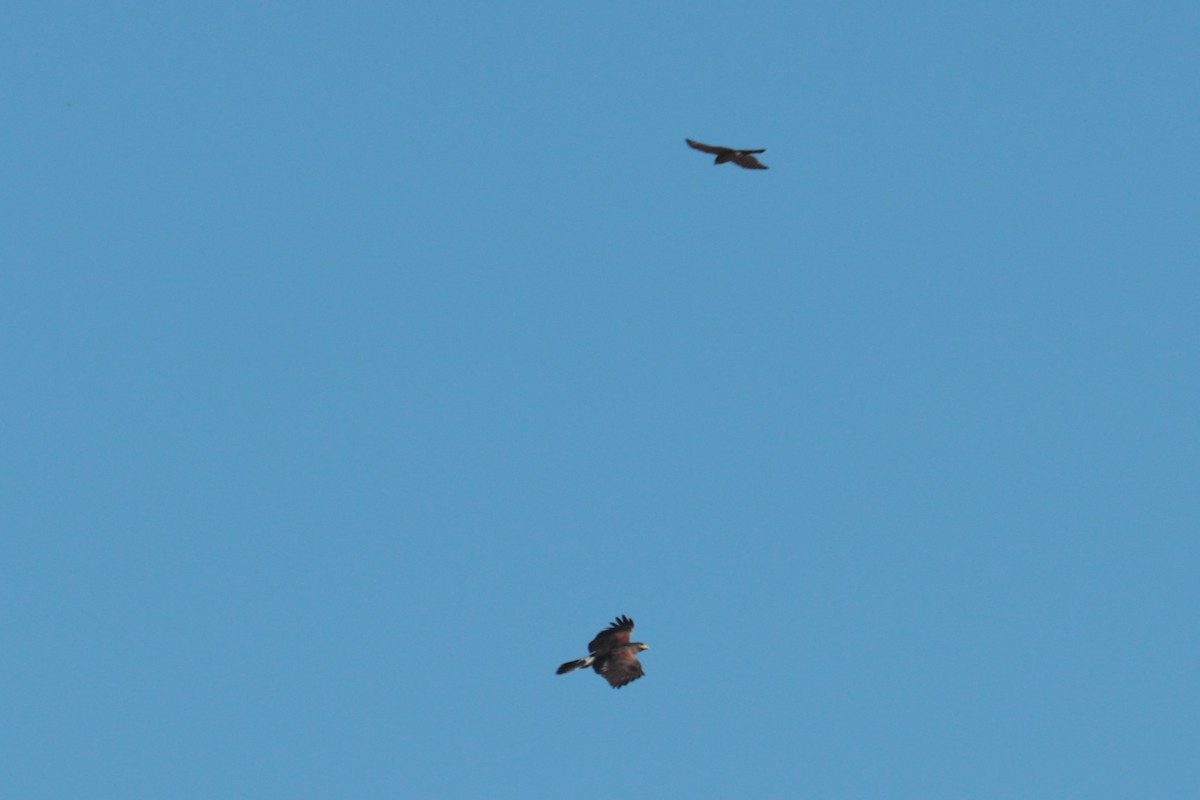 Harris's Hawk - ML642823965