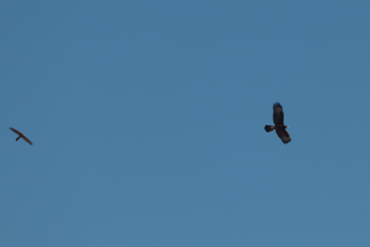 Harris's Hawk - ML642823966