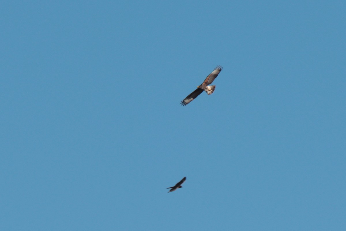 Harris's Hawk - ML642823967