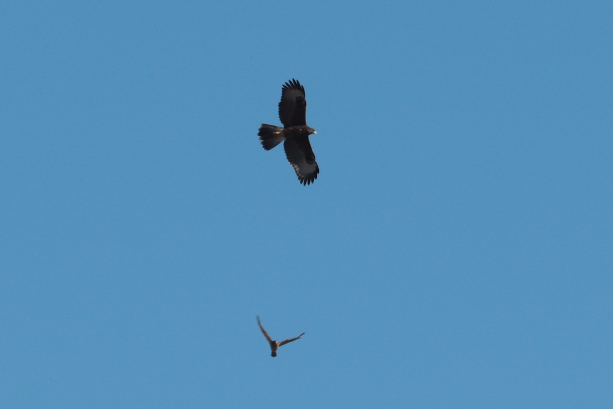 Harris's Hawk - ML642823968