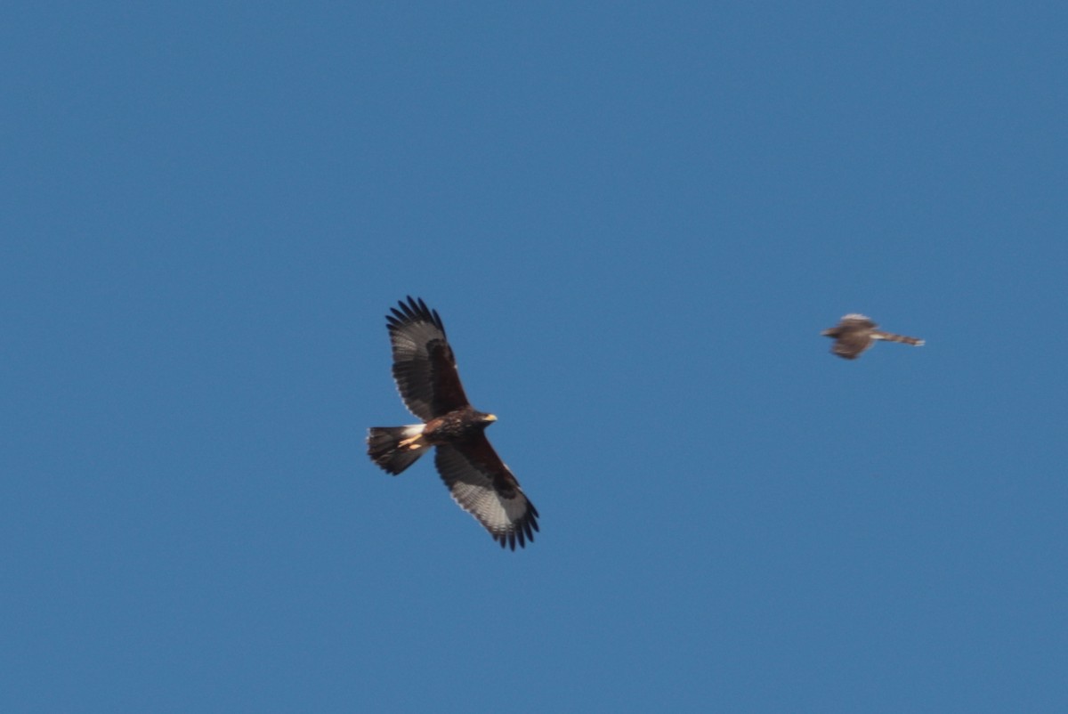 Harris's Hawk - ML642823969