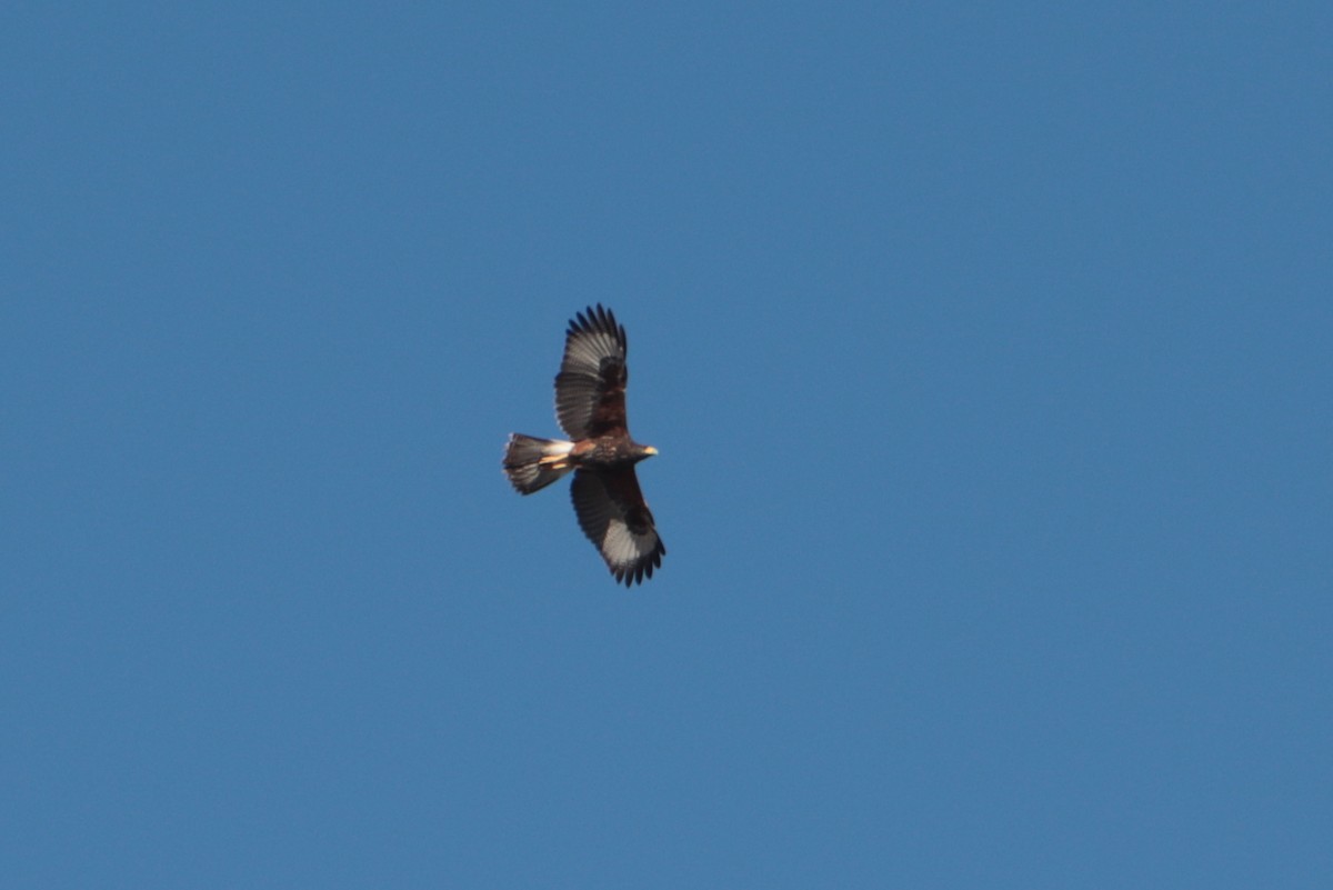 Harris's Hawk - ML642823970