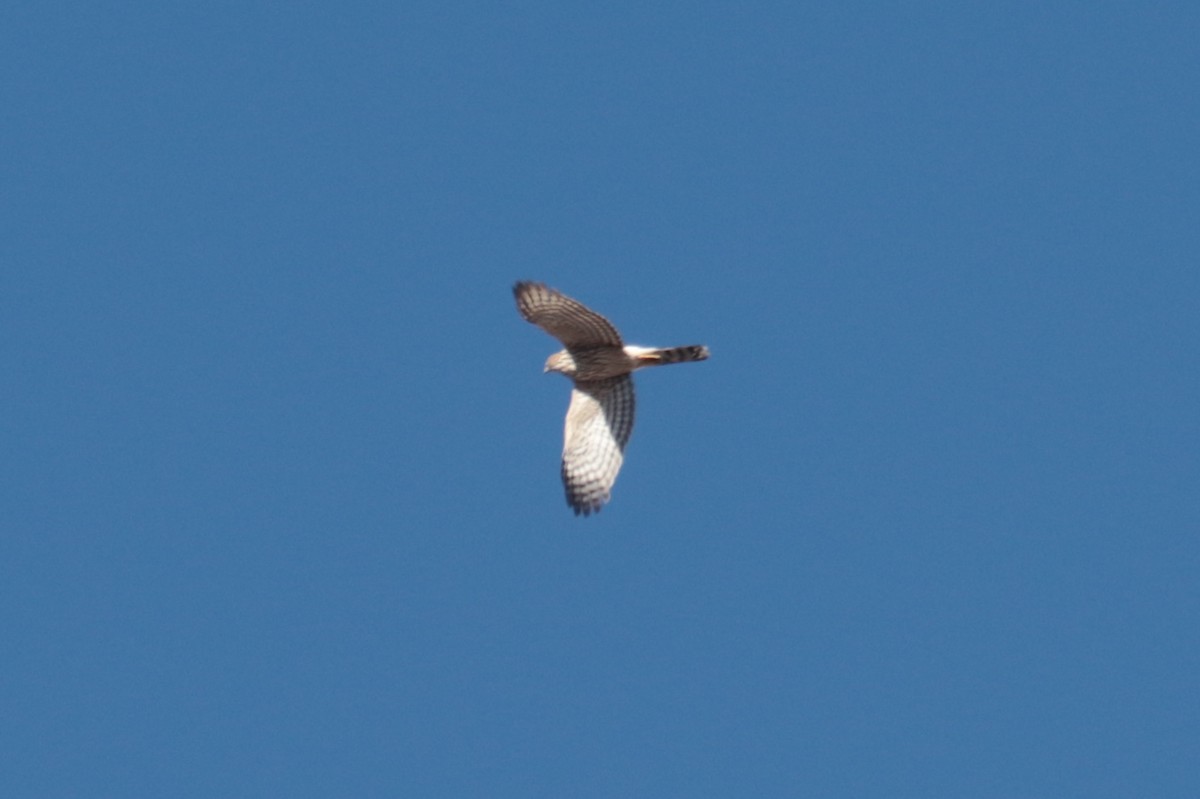 Sharp-shinned/Cooper's Hawk - ML642823980