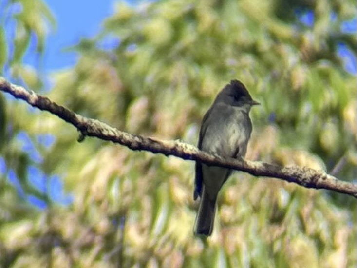 Eastern Wood-Pewee - ML642823985