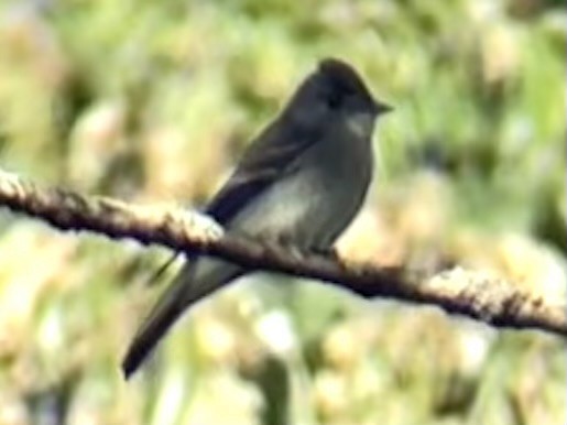 Eastern Wood-Pewee - ML642823986