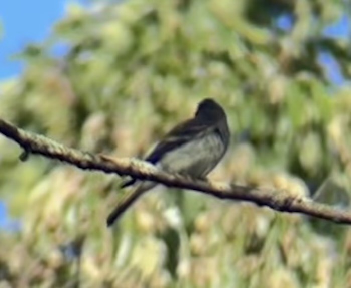 Eastern Wood-Pewee - ML642823987
