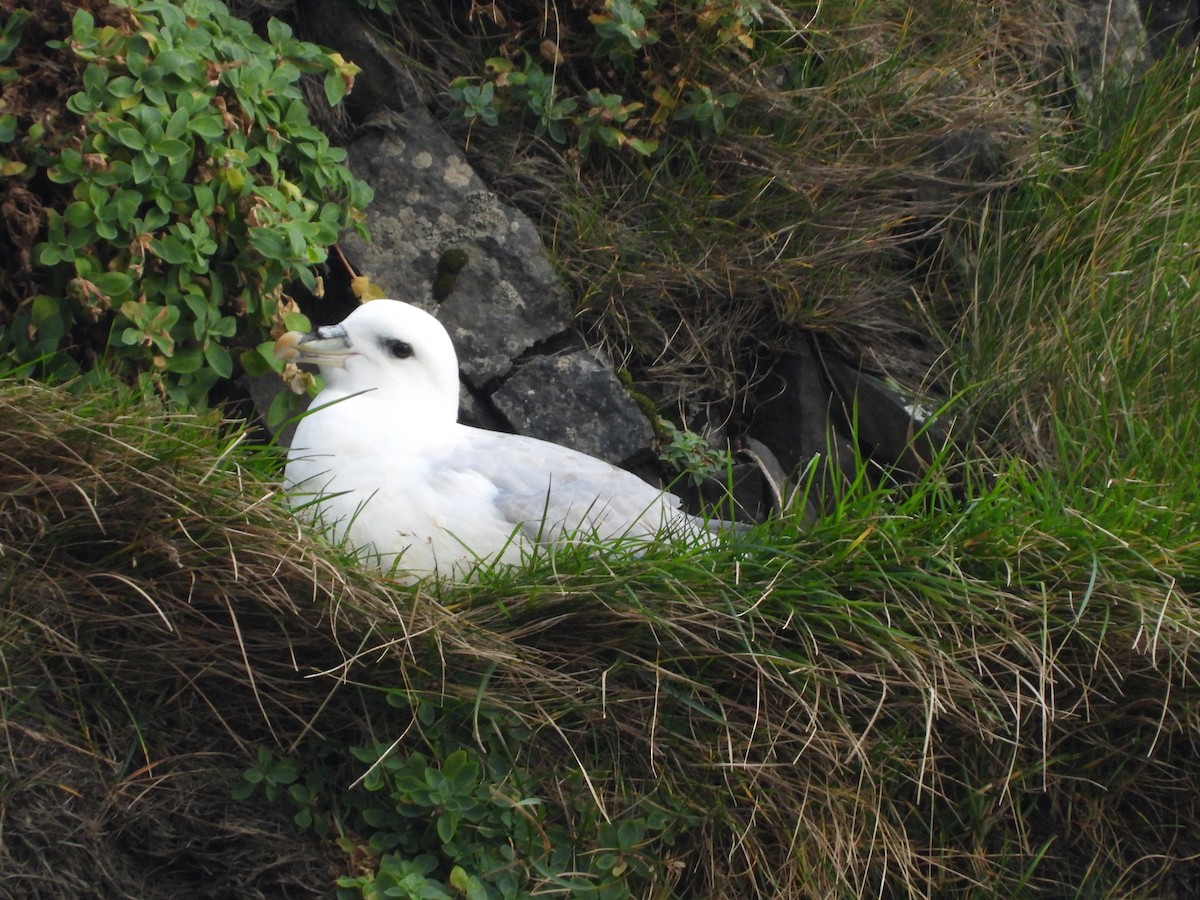 Northern Fulmar - ML642824036