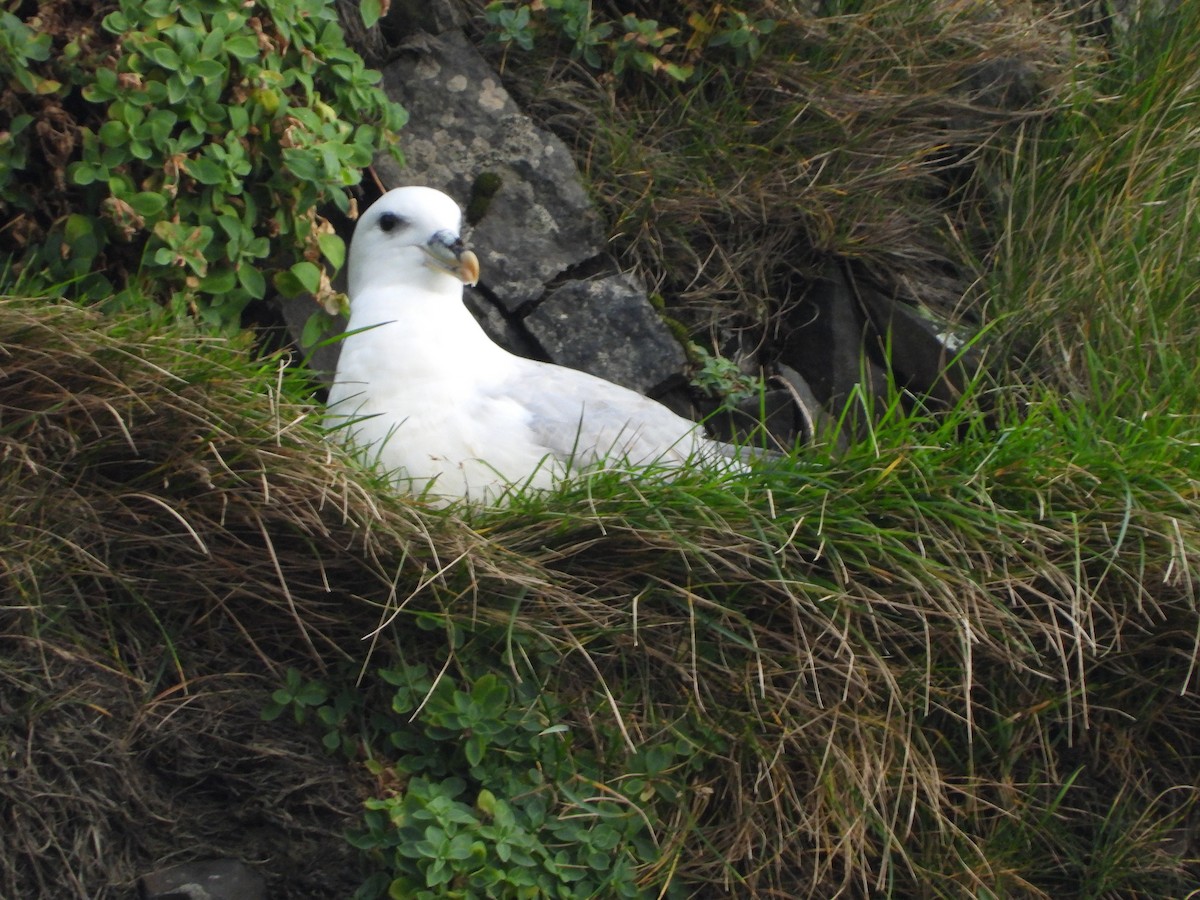 Northern Fulmar - ML642824037