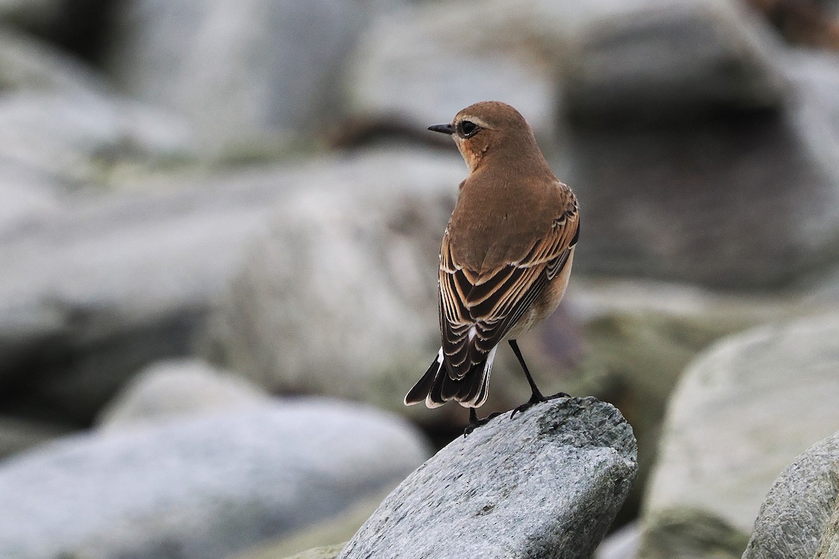 Northern Wheatear - ML642824045