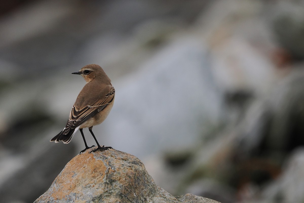 Northern Wheatear - ML642824046