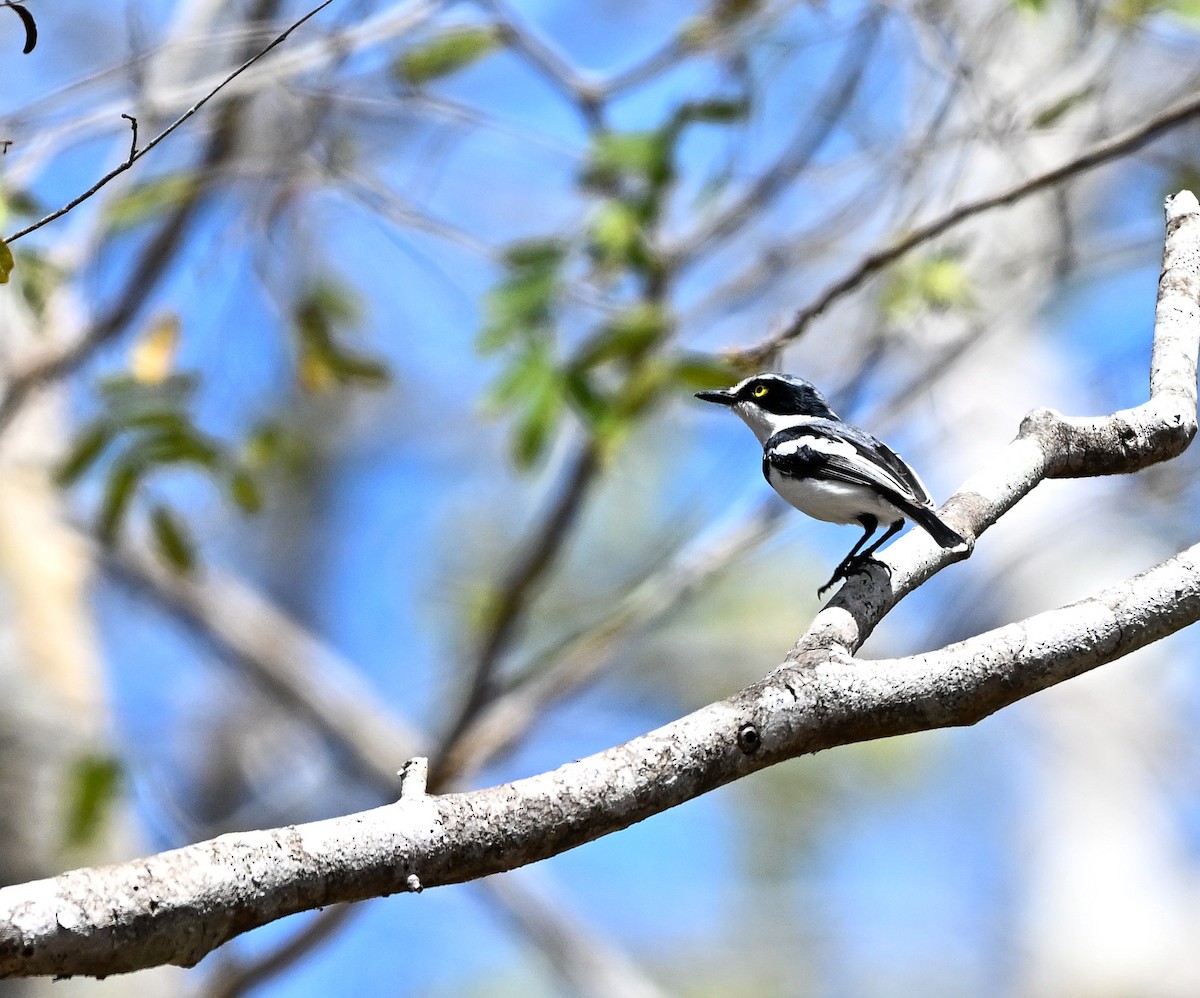 Pale Batis - ML642824047