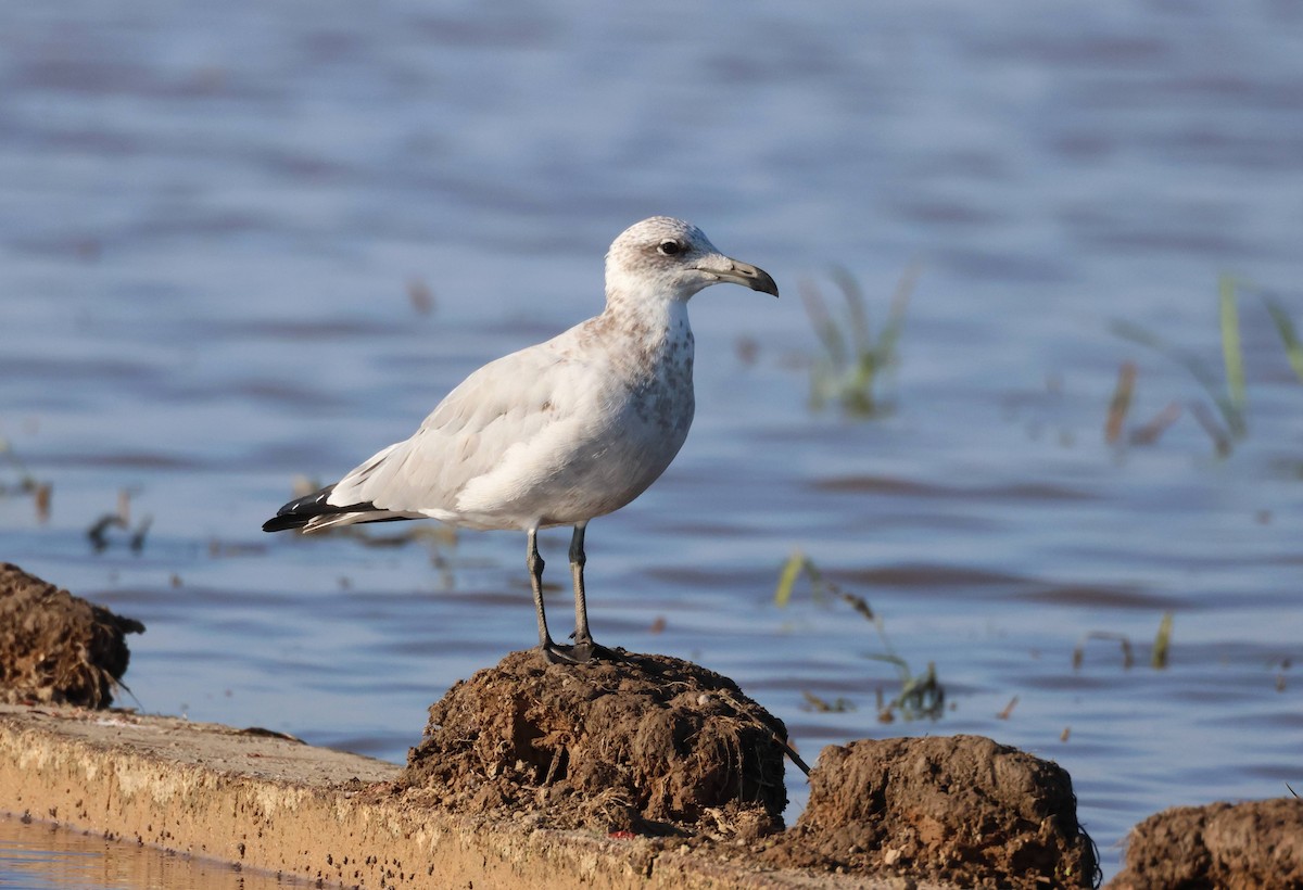 Audouin's Gull - ML642824056