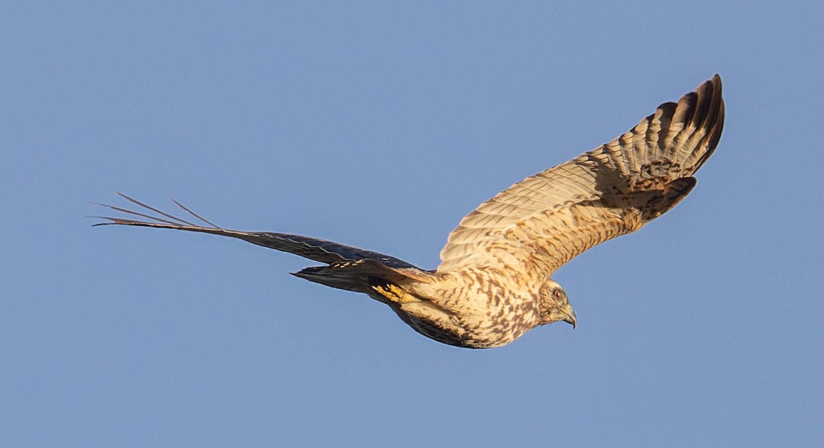 Red-shouldered Hawk - ML642824057