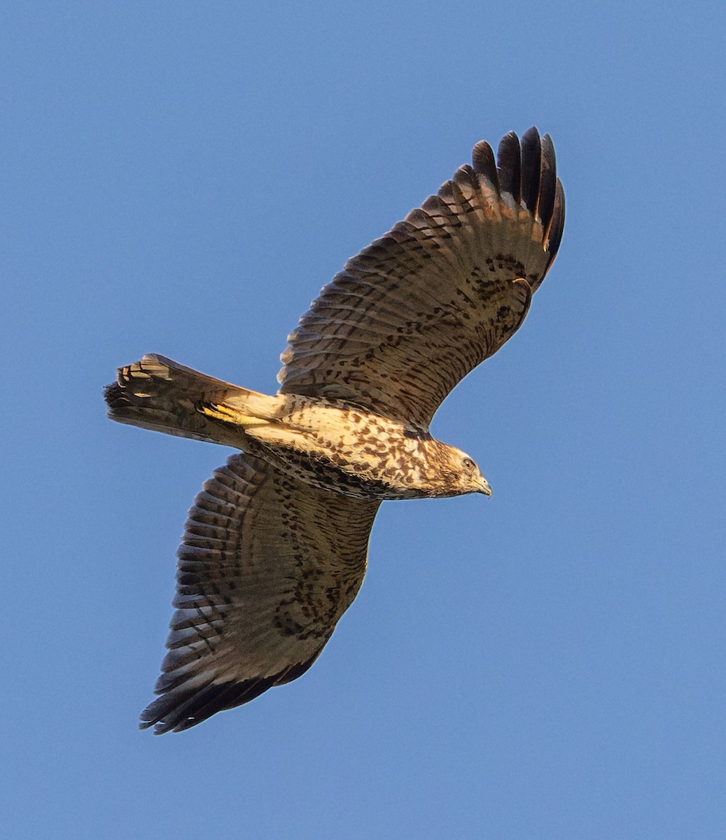 Red-shouldered Hawk - ML642824059