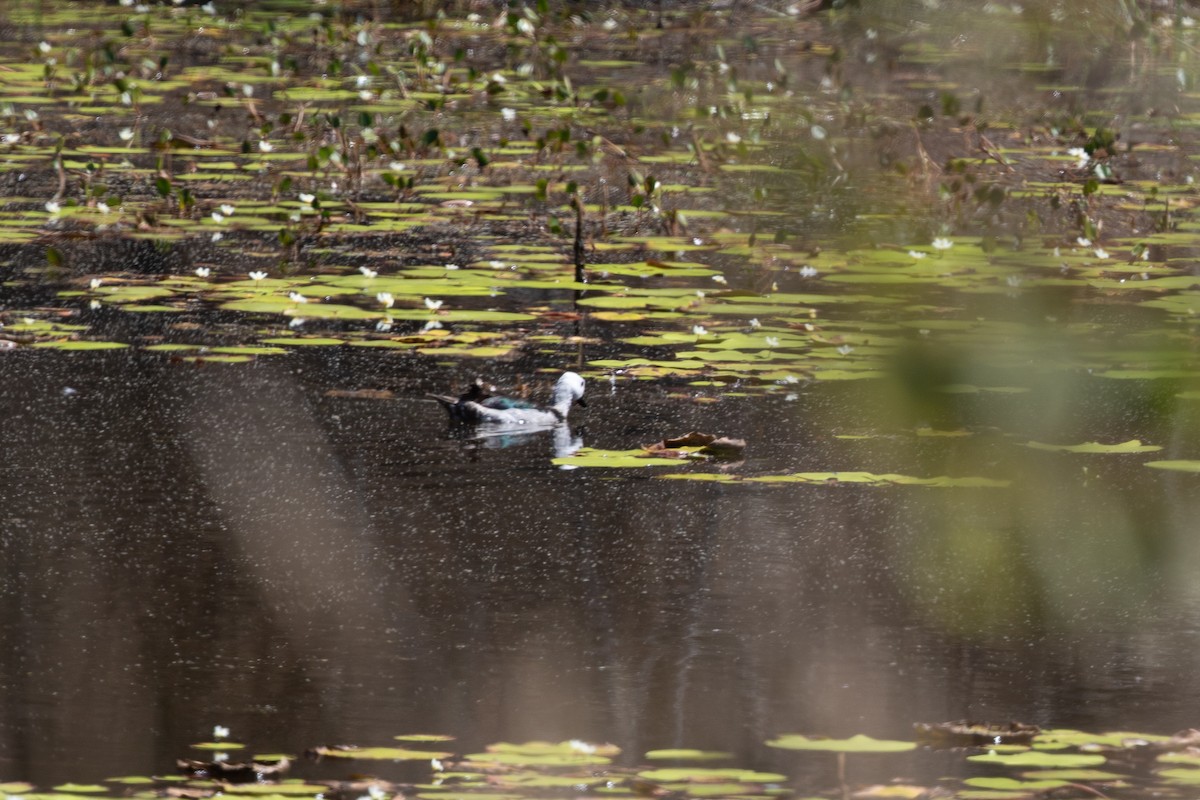 Cotton Pygmy-Goose - ML642824066