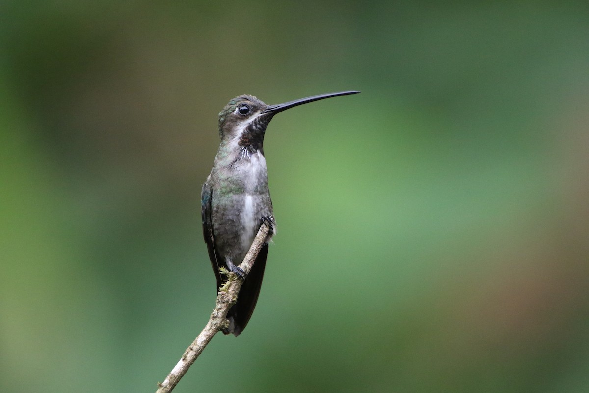 Long-billed Starthroat - ML642824069
