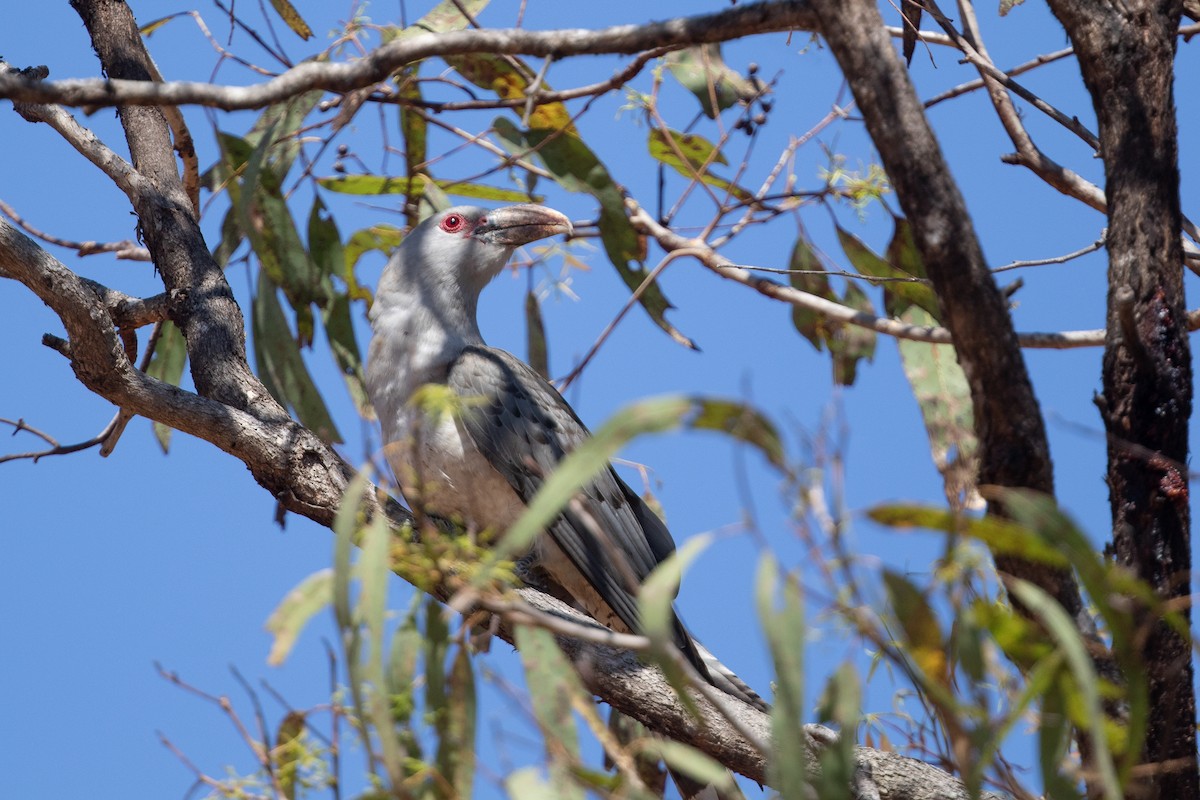 Channel-billed Cuckoo - ML642824073