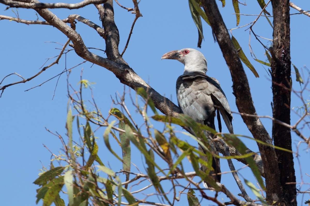 Channel-billed Cuckoo - ML642824074