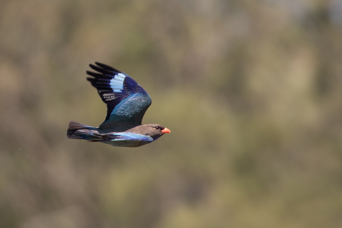 Dollarbird - ML642824093