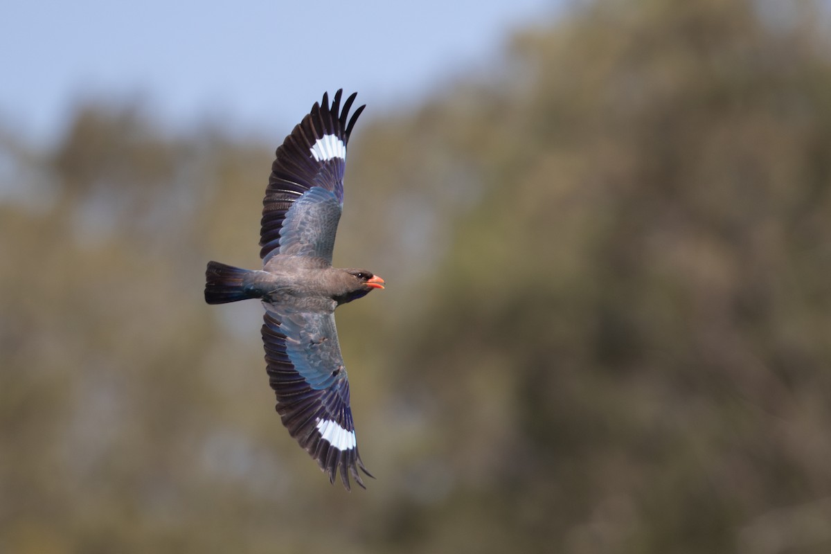 Dollarbird - ML642824094