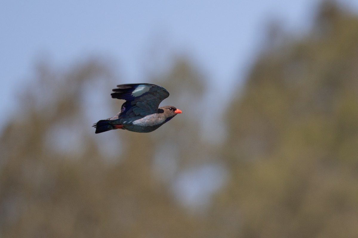 Dollarbird - ML642824095